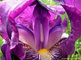 foto de flor de lirio con tama�o de 160X120; ver distintas medidas disponibles a la derecha